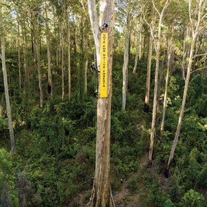 Save Big Spotty from logging