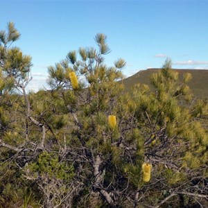 Scots Pine Banksia - Banksia tricuspis.