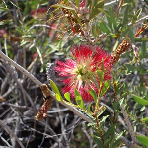 Wildflower at Elachbutting Rock