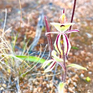 Ant Orchid - Elachbutting Rock