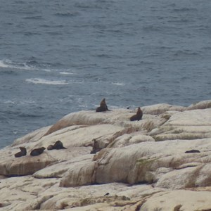 Seals at rest