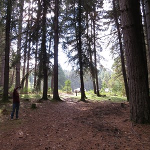 Pines perspective perhaps