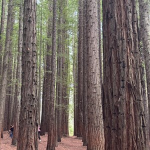 Cement Creek Redwood forest