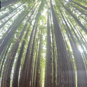 Cement Creek Redwood forest