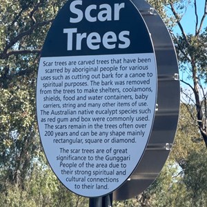 Scar Trees
