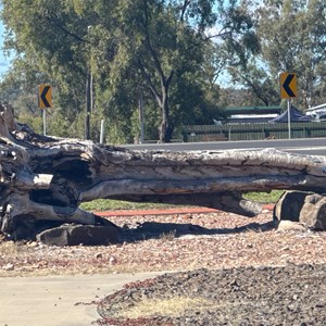 Scar Trees