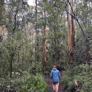 Harewood Forest Walk Trail