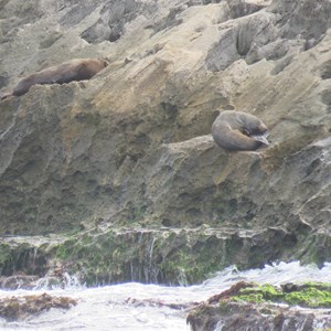 N.Z. fur seals