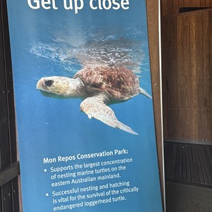 Mon Repos Turtle Centre
