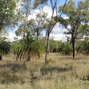 Scattered cycads almost make a grove