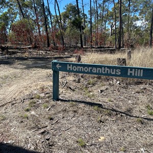 Homoranthus Hill