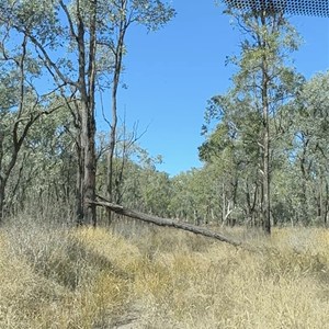Tree block track
