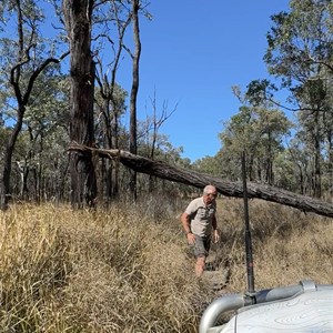 Tree blocks track