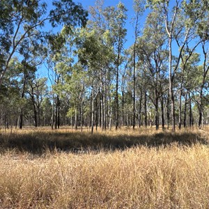 Side Track heavily overgrown