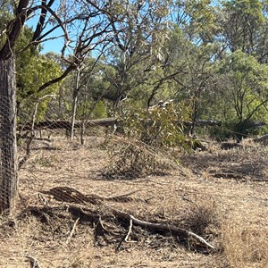 Rabbit Fence