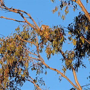 Jandowae Gravel Pit