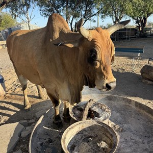 Corella Creek Country Farm Stay