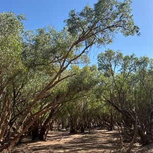 Dunny Lane
