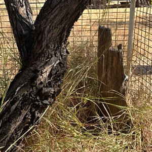 Landsborough Tree