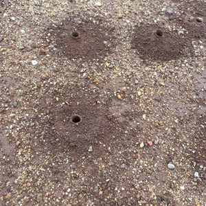 Burrowing bees