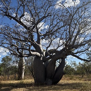 Stand of boab trees