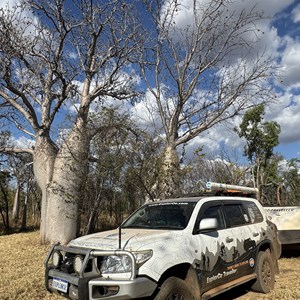 Stand of boab trees