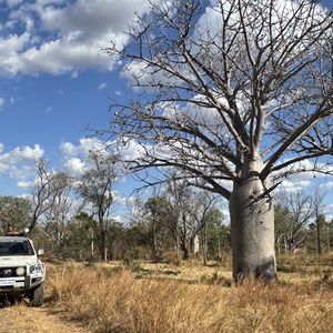 Stand of boab trees