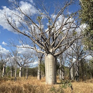 Stand of boab trees