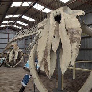 Whale Skeletons