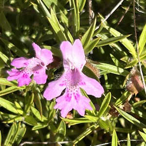 Capel Nature Reserve