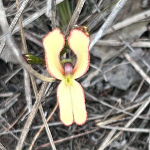 Capel Nature Reserve