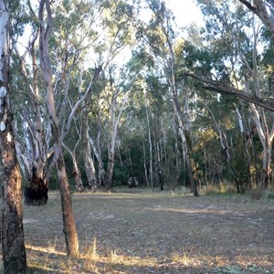 Barmah Forest