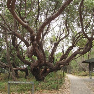 Twisted tree limbs