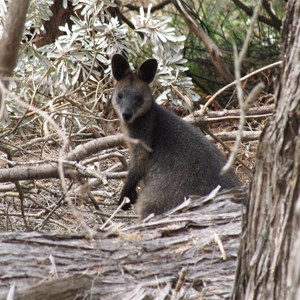 A furry wallaby