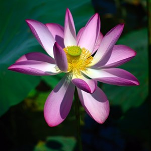 Red Lily (Sacred Lotus)