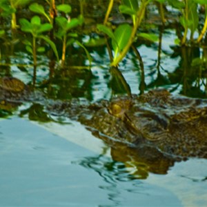 Yellow Water Crocodile