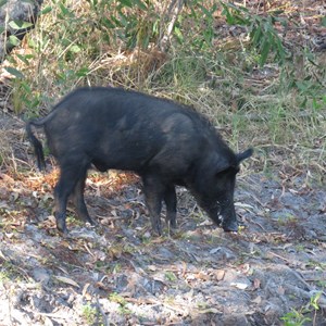 Wild pig at Caranbirini Waterhole, 27 June 2018