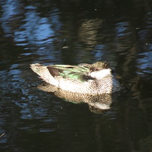 Green Pygmy Goose at Caranbirini Waterhole, 27 June 2018