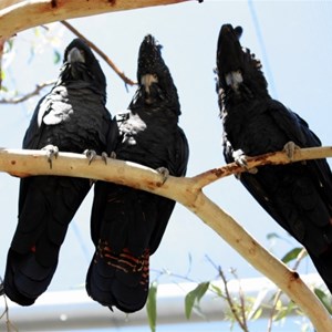 3 black cockatoos 