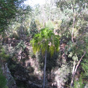 Palm in Robinson Gorge