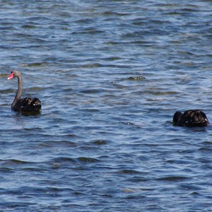 Pelican Lagoon