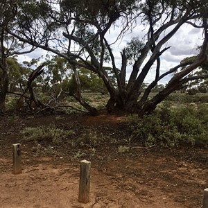 Red Banks Conservation Park—huge old mallee trees