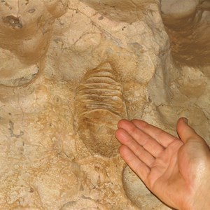 Fossil to scale