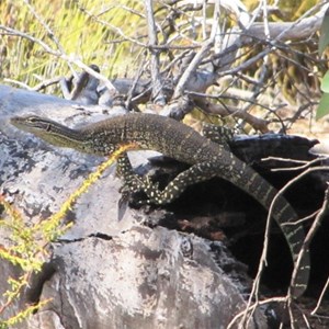 Gould's Monitor