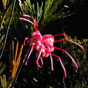 Peak Charles flora