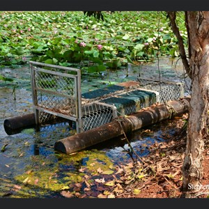 Croc trap set on the water side August 2022