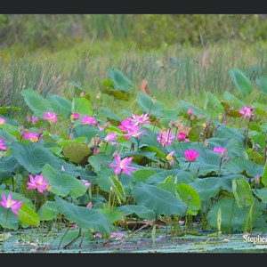 Lotus Lilies in flower 