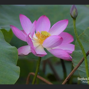 Lotus Lily in flower