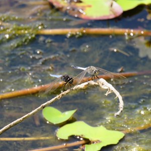 Droopy winged dragonflies