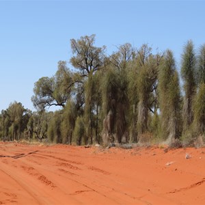 Desert oak grove